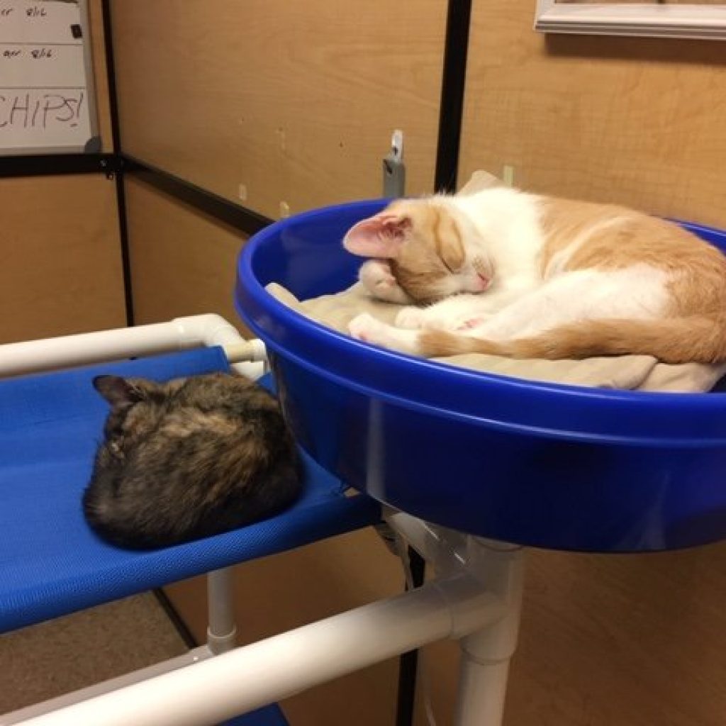 Cats enjoying Feline Snoozers