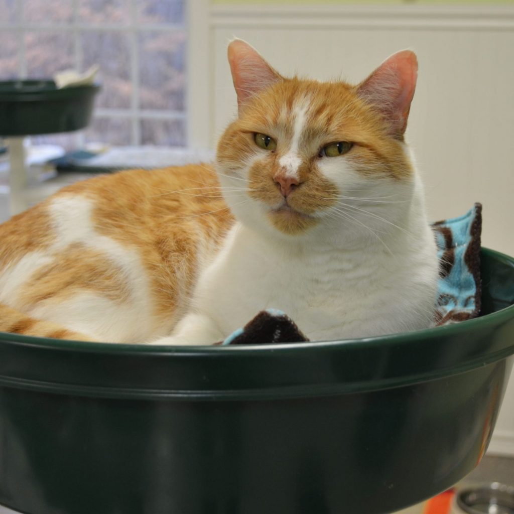 Cat relaxing in a green Feline Snoozers dish