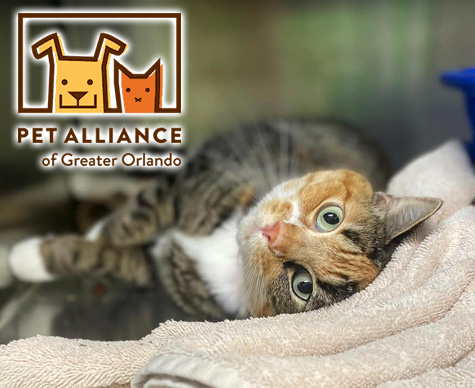 Pet Alliance of Greater Orlando Logo
